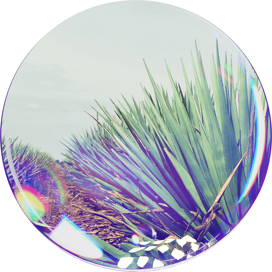 02 Plantación y Cultivo